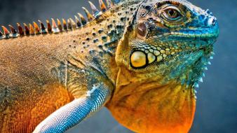 Close-up scales reptiles iguana