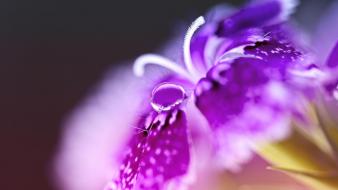 Flowers water drops macro depth of field wallpaper