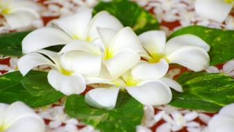 Flowers white plumeria wallpaper