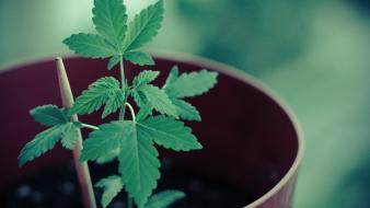 Green nature leaves marijuana plants pot rasta wallpaper