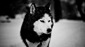Husky grayscale low resolution blurred pixelated wolves wallpaper