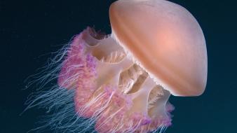 Indonesia jellyfish wallpaper