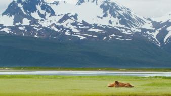 Landscapes nature alaska national park brown bear wallpaper