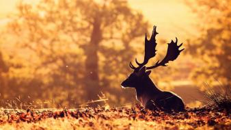 Nature animals deer sunlight depth of field stag wallpaper