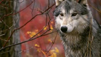 Nature animals wolves wallpaper