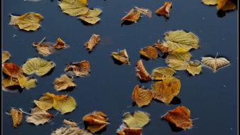 Nature autumn (season) floating leaves wallpaper