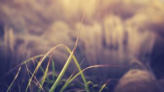 Nature grass blurred background wallpaper