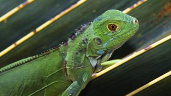 Nature reptiles iguana wallpaper