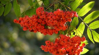 Rowan berries trees