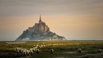 Sunrise landscapes nature castles animals grass france sheep wallpaper