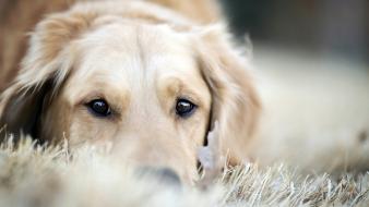 Animals dogs pets golden retriever wallpaper