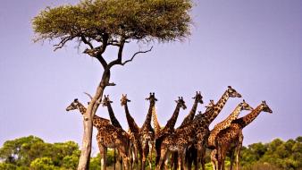 Animals giraffes herds wallpaper