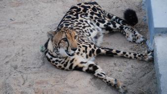 Animals king cheetah wallpaper