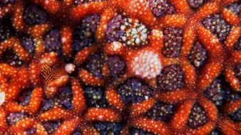 Animals starfish macro underwater alexander semenov wallpaper