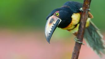 Birds animals toucans wallpaper