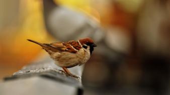 Birds sparrow depth of field blurred background wallpaper