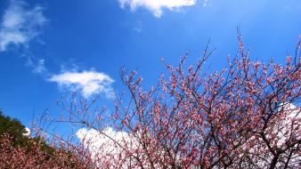 Blossoms trees spring pink flowers blue skies wallpaper