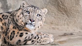 Blue eyes snow leopards wallpaper