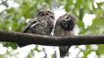 Bokeh owls branches birds wallpaper