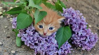 Cats animals purple flowers wallpaper
