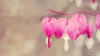 Flowers huang pink bleeding hearts wallpaper