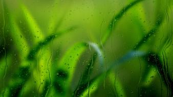 Green water rain glass grass drops wallpaper