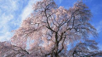 Japan nature trees skies wallpaper