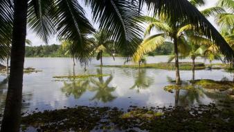 Landscapes beach palm trees india kerala wallpaper