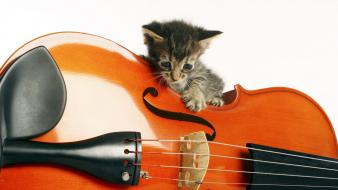 Music animals instruments kittens wallpaper