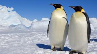 Nature antarctica emperor penguins birds sea wallpaper