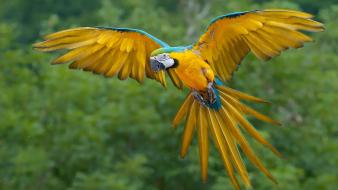 Nature birds animals parrots blue-and-yellow macaws wallpaper