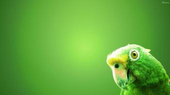 Nature birds parrots green background wallpaper
