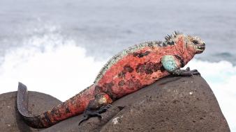 Ocean rocks lizards reptile iguana sealife wallpaper