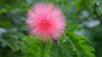 Pink mimosa flower wallpaper