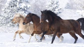 Snow animals norwegian horses colorado running wallpaper
