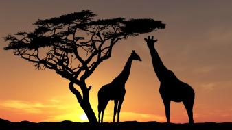 Trees animals silhouette giraffes wallpaper