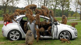 Trees cars animals apes baboon wallpaper