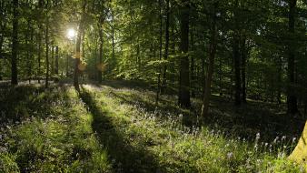 Trees forest sunlight panorama wildflowers wallpaper