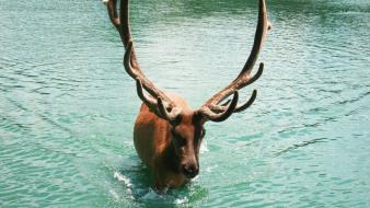 Water nature animals horns deer lakes elk