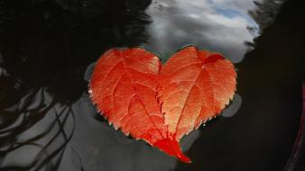Water red leaves hearts wallpaper