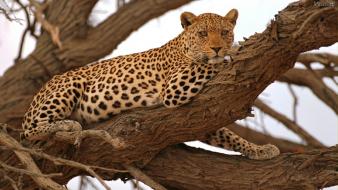 Animals savage safari african wild life wallpaper