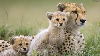 Animals savage safari african wild life wallpaper