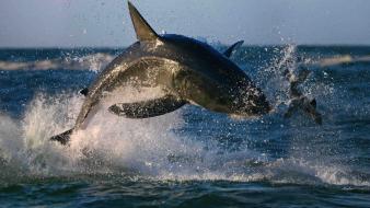 Animals sharks sealife attack wallpaper
