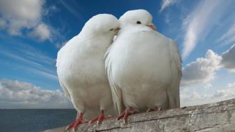 Doves dove birds wallpaper