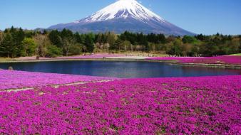 Landscapes nature mount fuji flowers