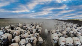 Nature animals sheep herds wallpaper