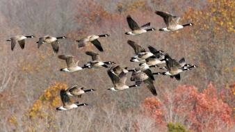 Nature flying animals ducks canadian geese wallpaper