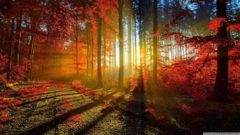 Nature red forest sunlight roads leaf autunm wallpaper