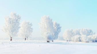 Nature winter snow trees wallpaper