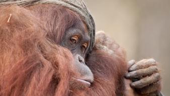 Orangutans wallpaper